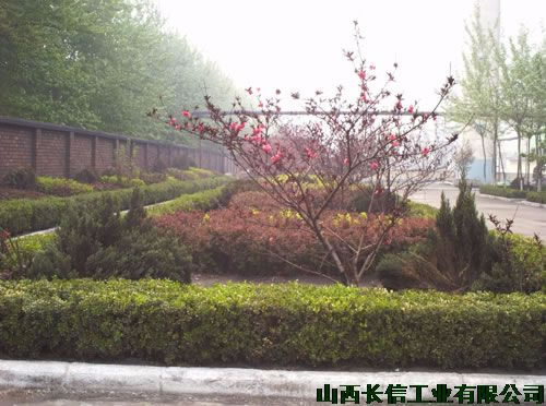 生机盎然的红花绿草